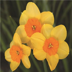 Narcissus (Species Daffodil) - Dwarf, 'Kedron'. Loose, Per 10 Bulbs.